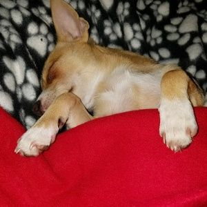 Meet your Posher, Shannon