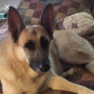 Meet your Posher, Diana