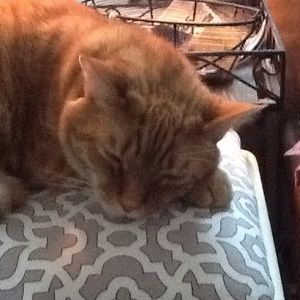 Meet your Posher, Allyson