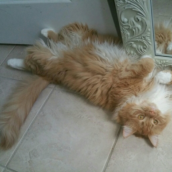 Meet your Posher, Erica - Picture 4 of 8