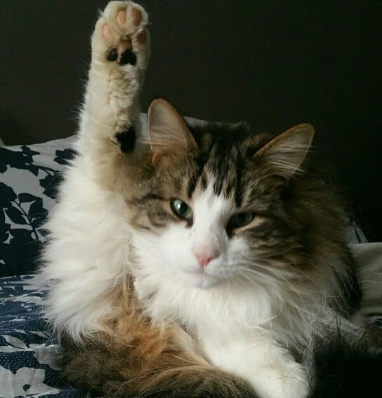 Meet your Posher, Erica - Picture 5 of 8