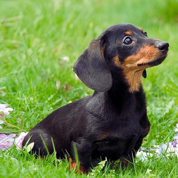 Meet your Posher, Zoila - Picture 1 of 1