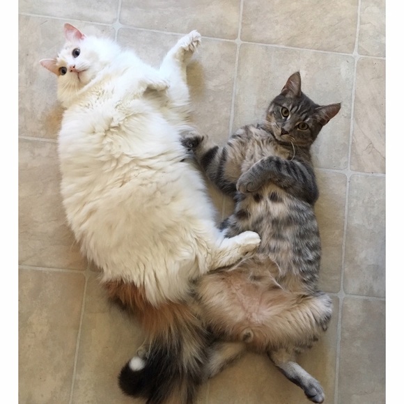 Meet your Posher 😊😝🤗 - Picture 6 of 6