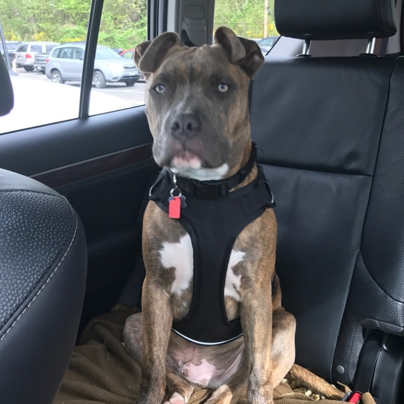 Meet your Posher, Christine. - Picture 3 of 5