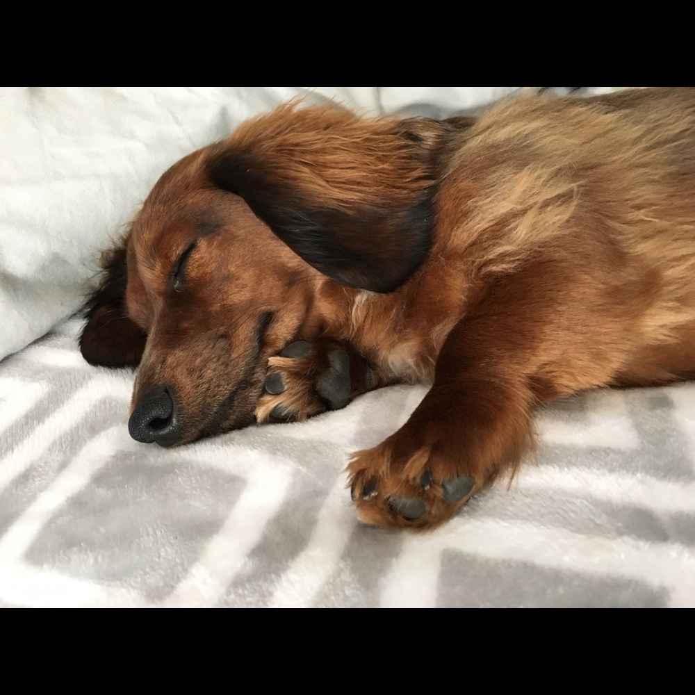 Meet your Posher, Kelsie