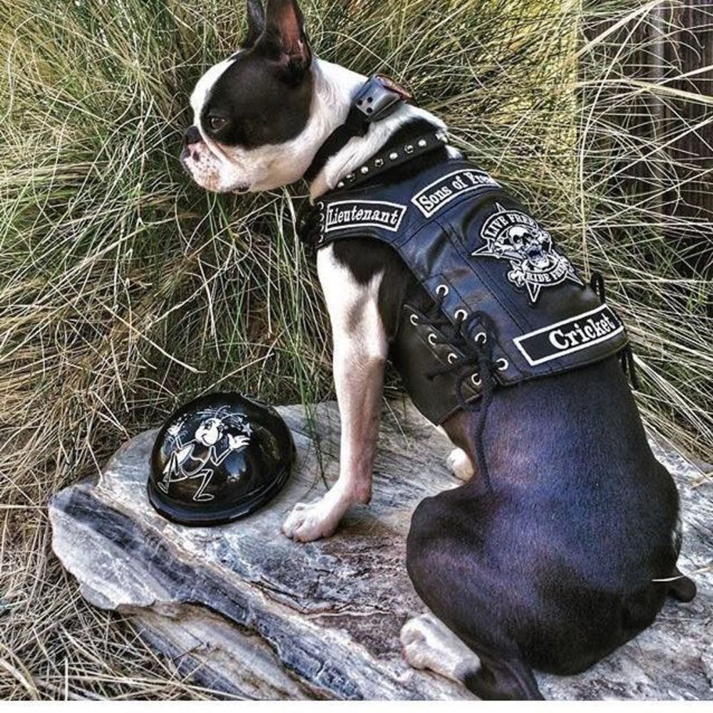 Meet your Posher, Jean