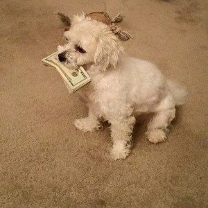 Meet your Posher, Donald