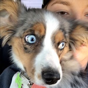 Meet your Posher, Cheyenne