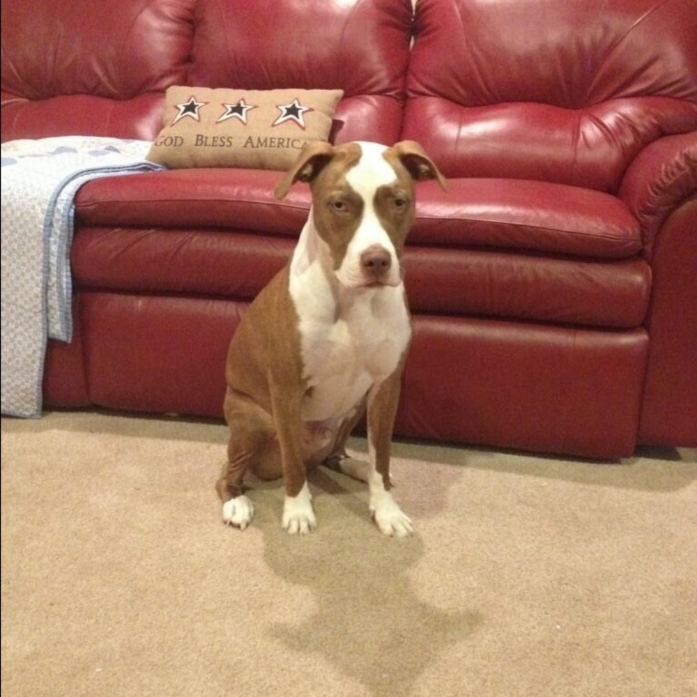 Meet your Posher, Shirley