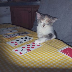 Meet your Posher, Ann