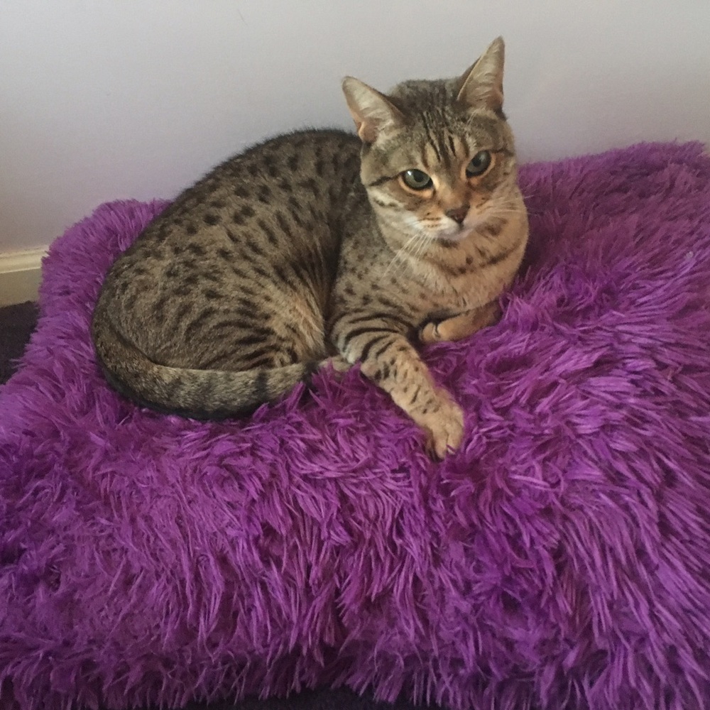 Meet your Posher, Emma