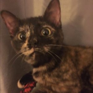 Meet your Posher, Barbara