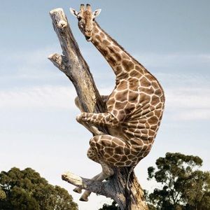 Meet your Posher, Thomas