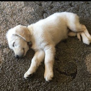 Meet your Posher, Molly