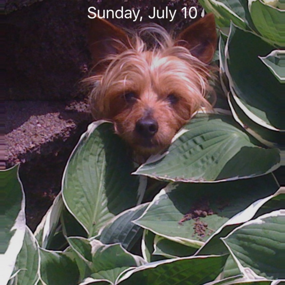 Meet your Posher, Therese