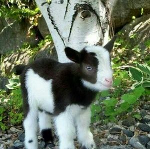 Meet your Posher, Jemmel