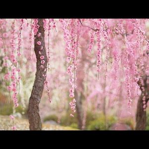 Meet your Posher, Janet