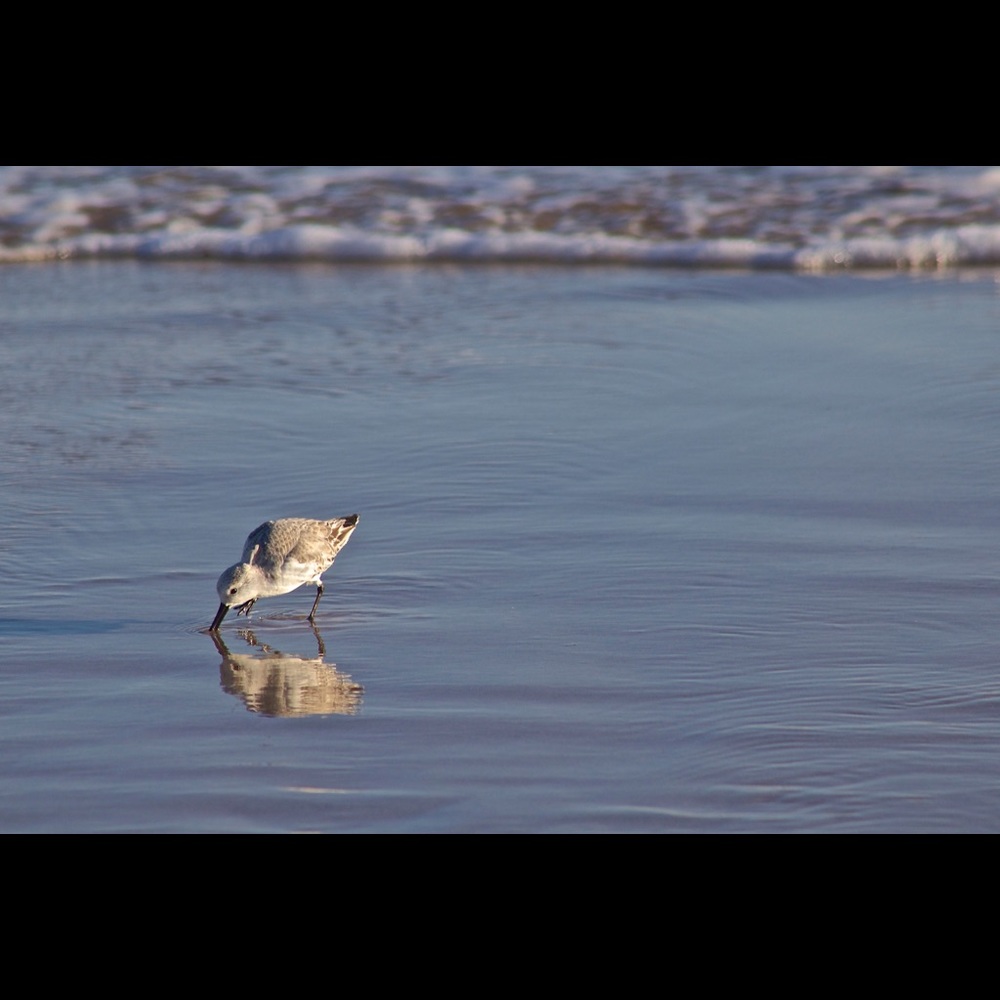 Meet your Posher, Anne