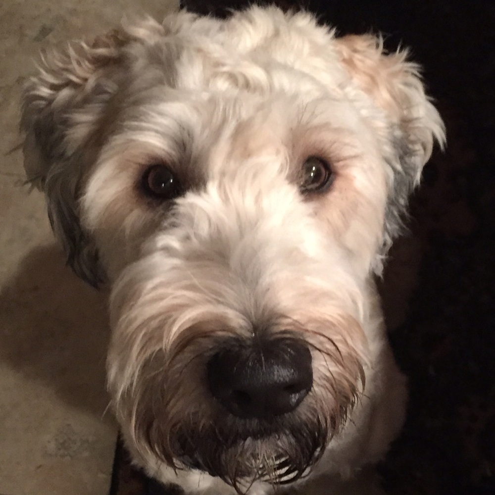 Meet your Posher, Alicia