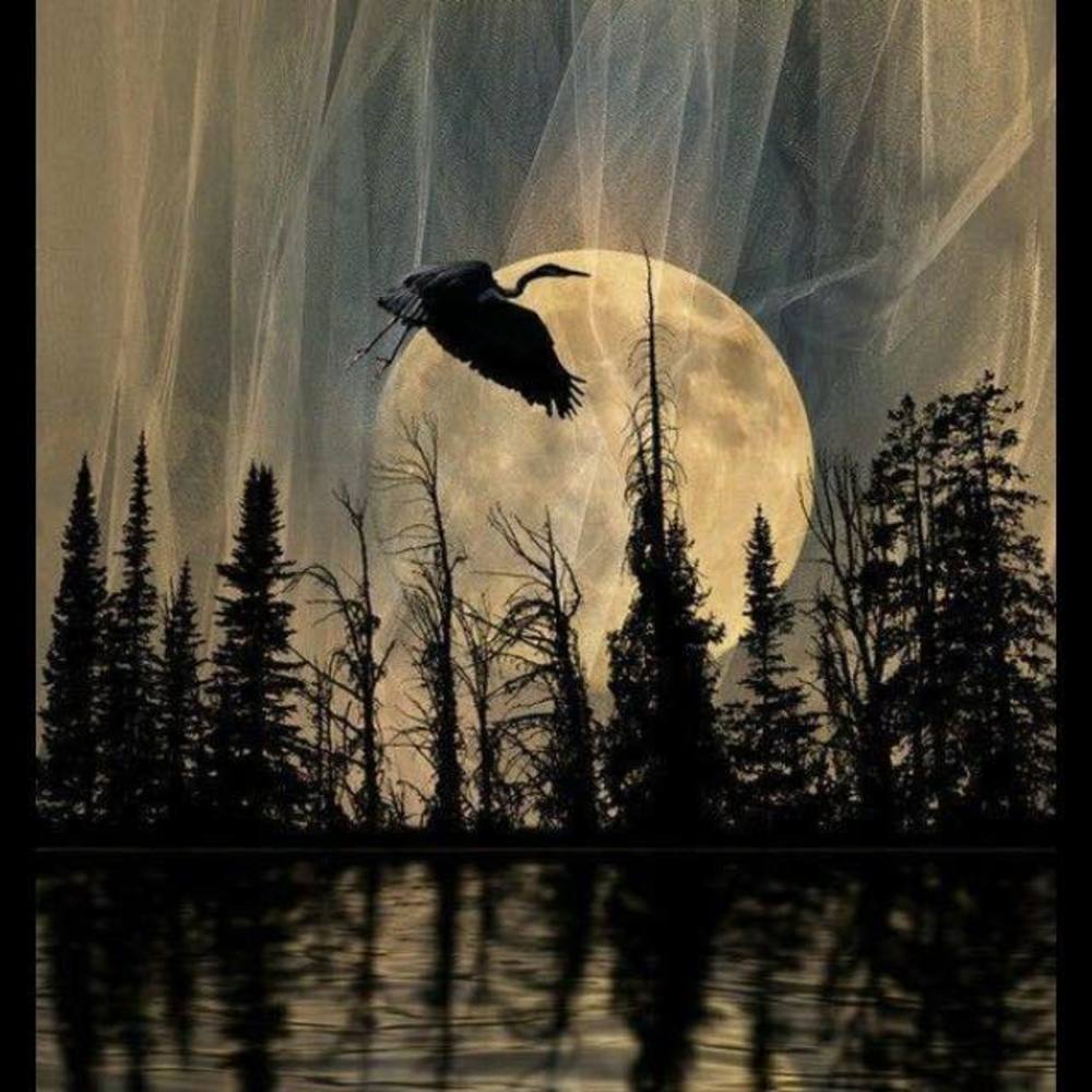 Meet your Posher, Mona