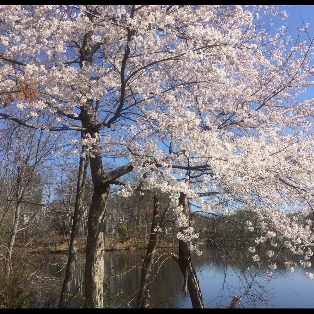 Meet your Posher, Steph