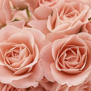 Meet your Posher, Carmen