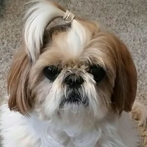 Meet your Posher, Kristy