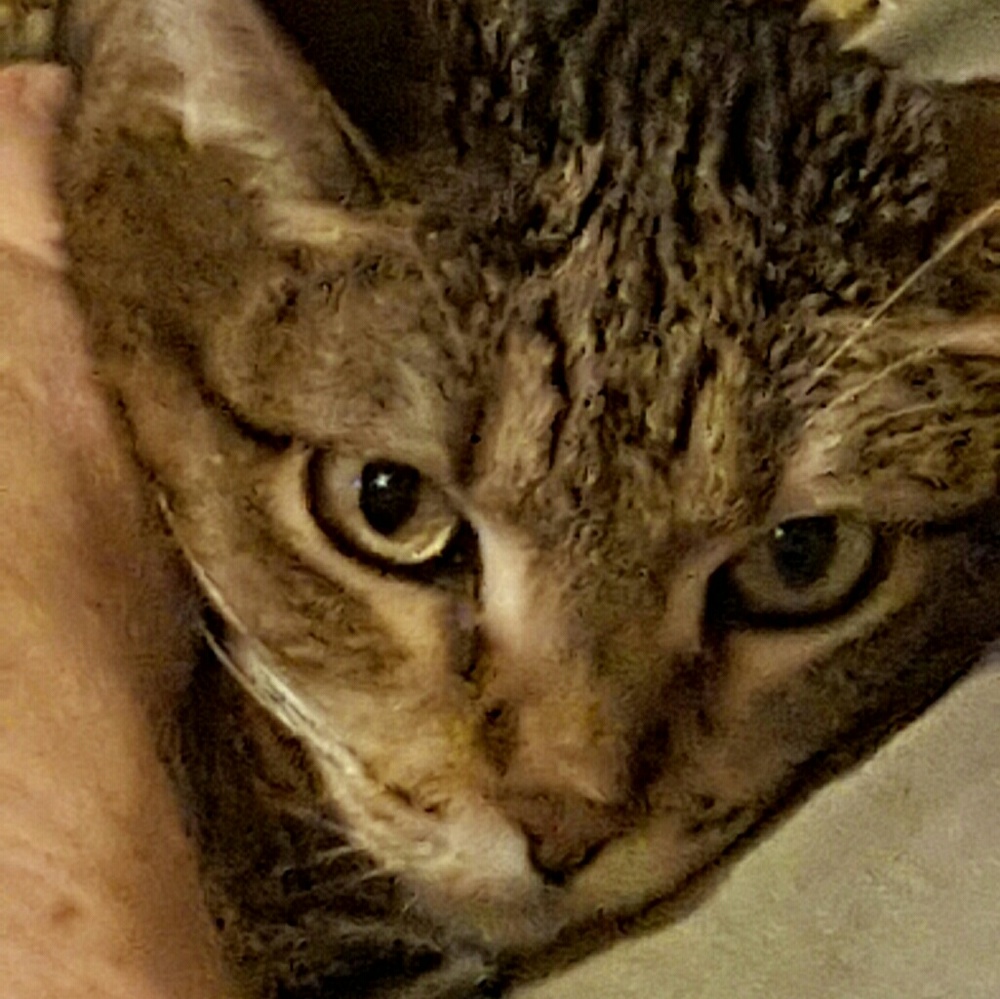 Meet your Posher, Susan