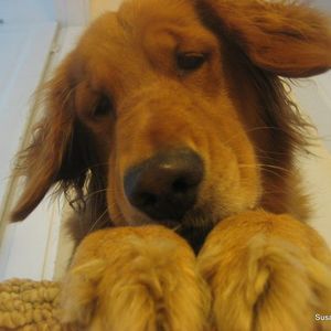 Meet your Posher, Susan