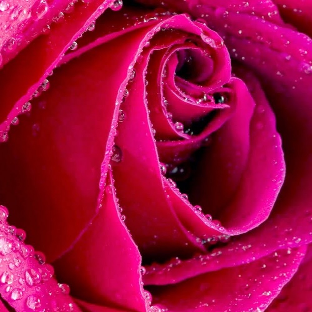 Meet your Posher, Emelie