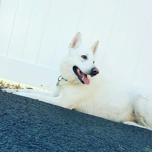 Meet your Posher, Grace