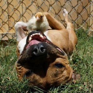 Meet your Posher, Darcie