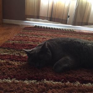 Meet your Posher, Bradley