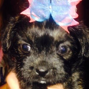 Meet your Posher, Harley