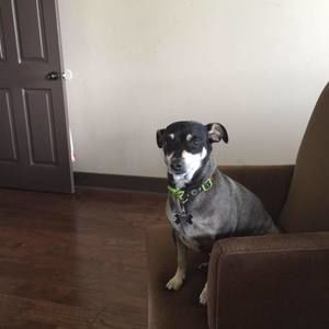 Meet your Posher, Solomon