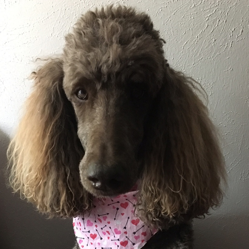 💕🐩🐾 My Girls 🐾🐩💕