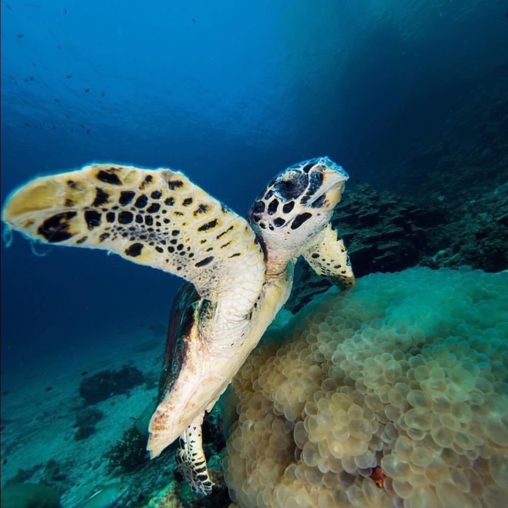 Meet your Posher, Erica