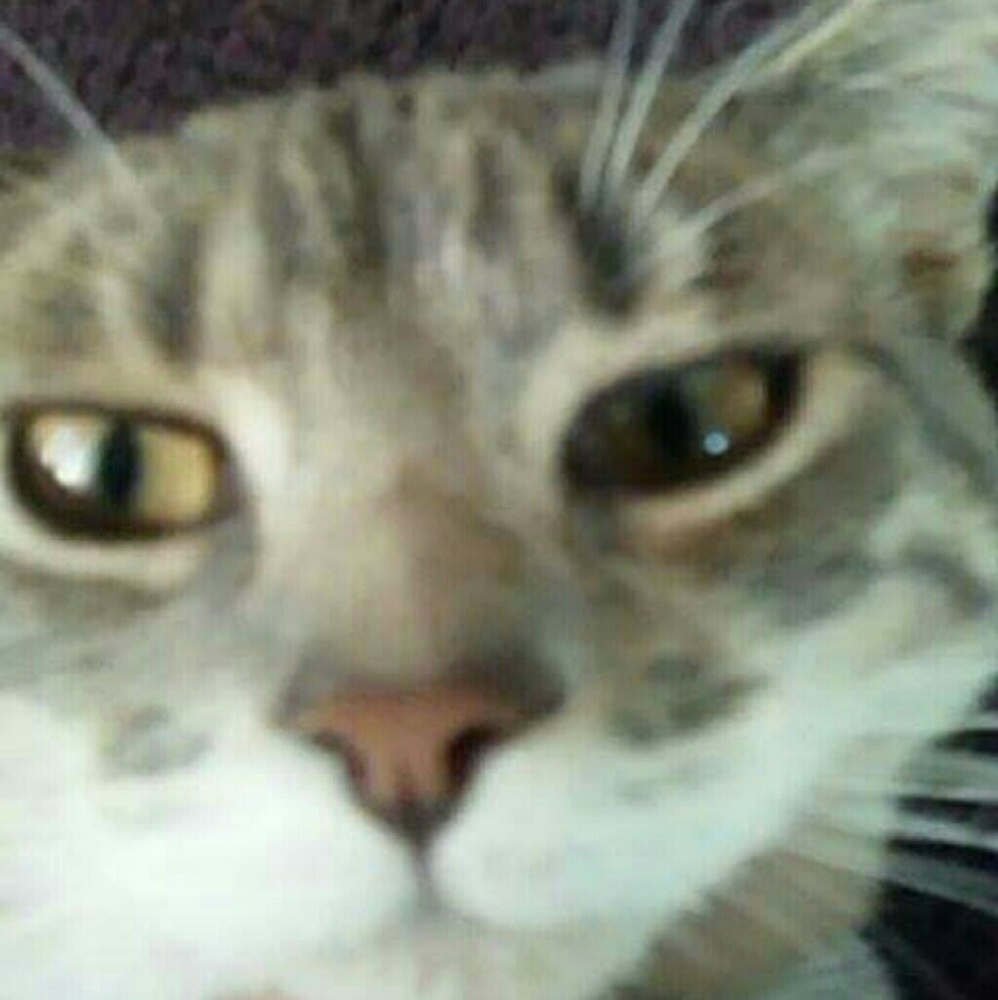 Meet your Posher, Niki