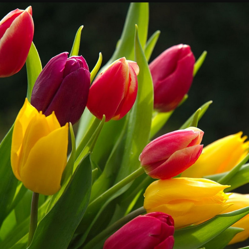 Meet your Posher, Tiara diaz