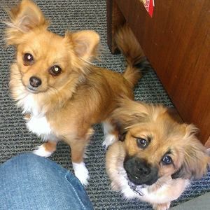 Meet your Posher, Connie