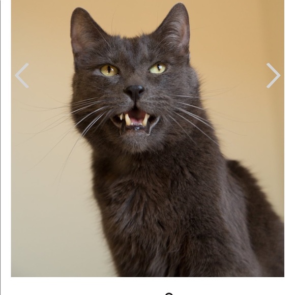 Meet your Posher, Theresa - Picture 3 of 4