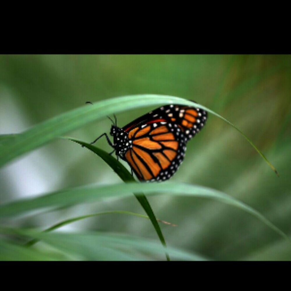 Meet your Posher, Sophie