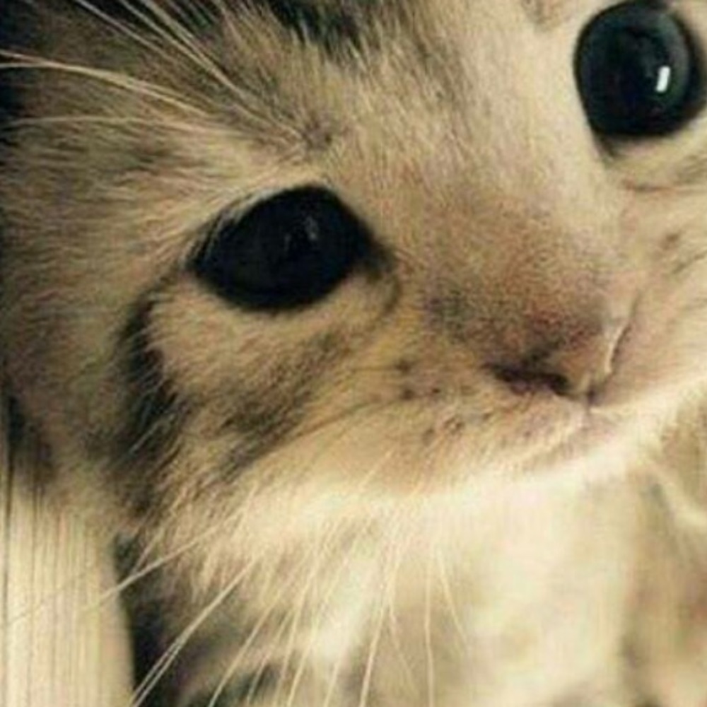 Meet your Posher, Nayely