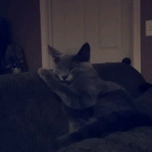 Meet your Posher, Bria