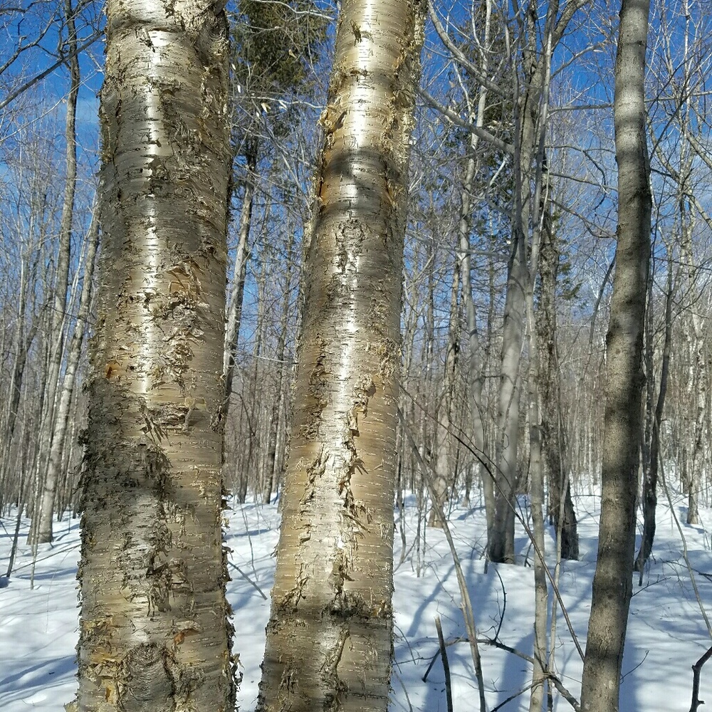 Meet your Posher, Lucinda