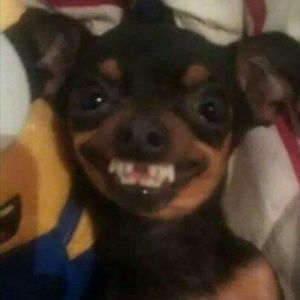 Meet your Posher, Tara