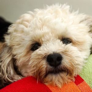 Meet your Posher, Ellen