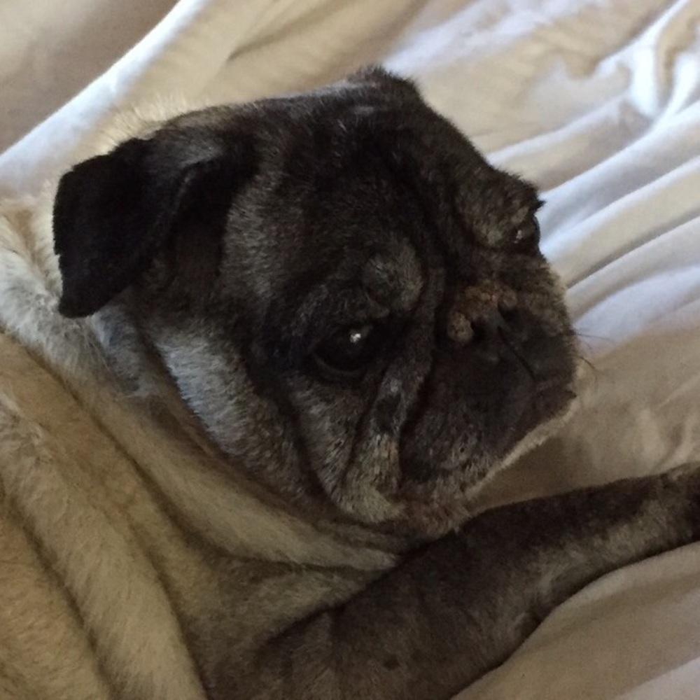 Meet your Posher, Brandy