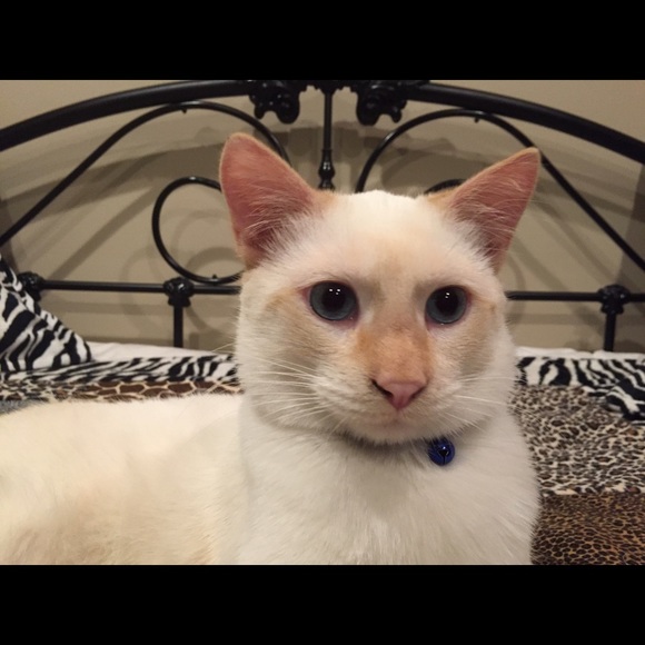 Meet your Poshmark Ambassador, Roxanndrea - Picture 6 of 7