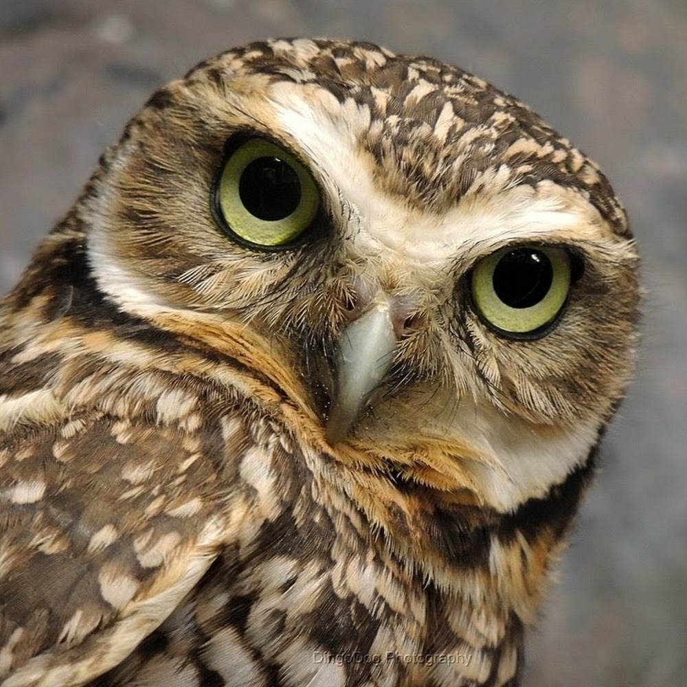 Meet your Posher, Charis